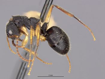 Media type: image;   Entomology 21175 Aspect: habitus lateral view